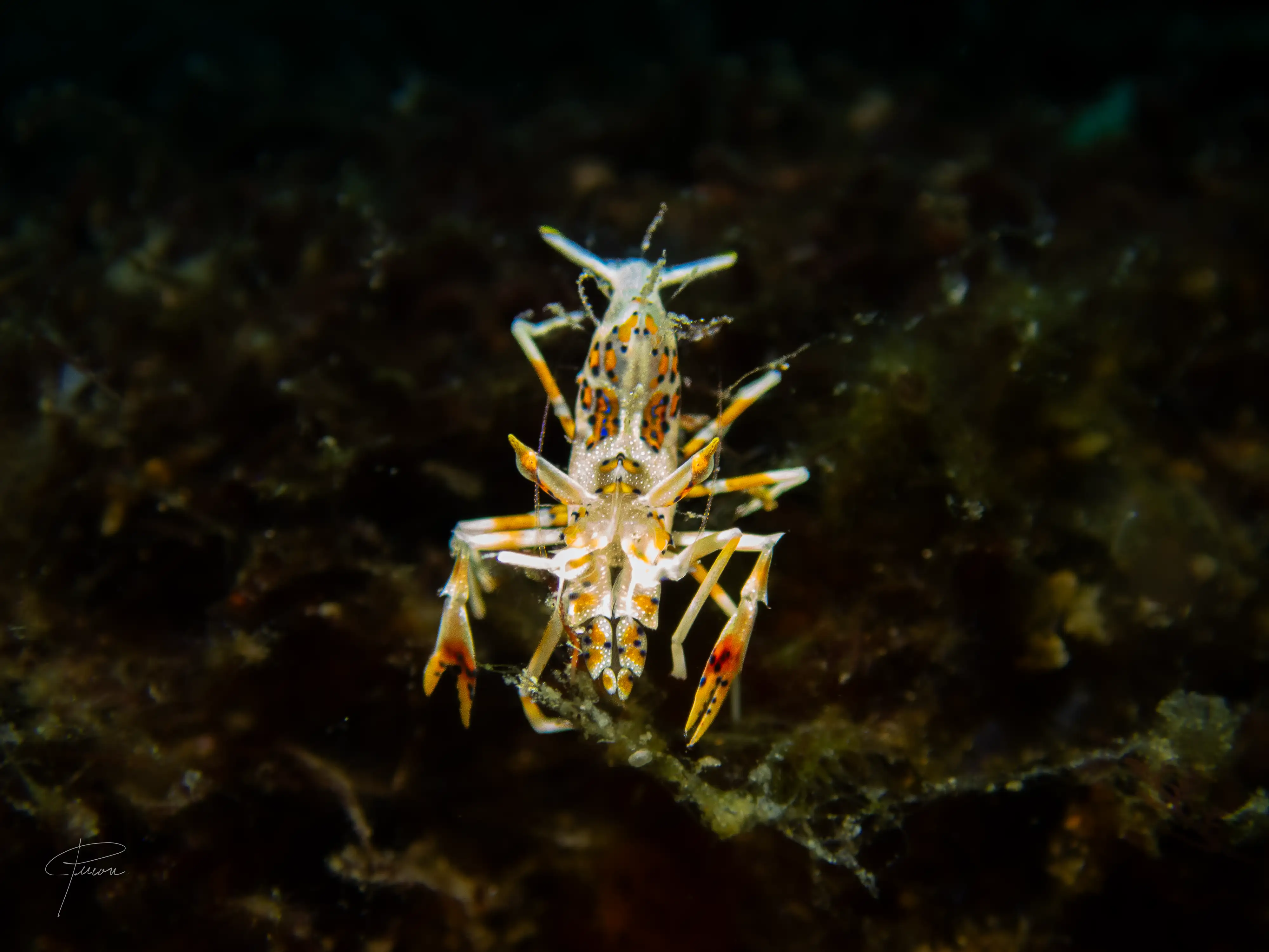 Spiny tiger shrimp - Thalatta - 20m